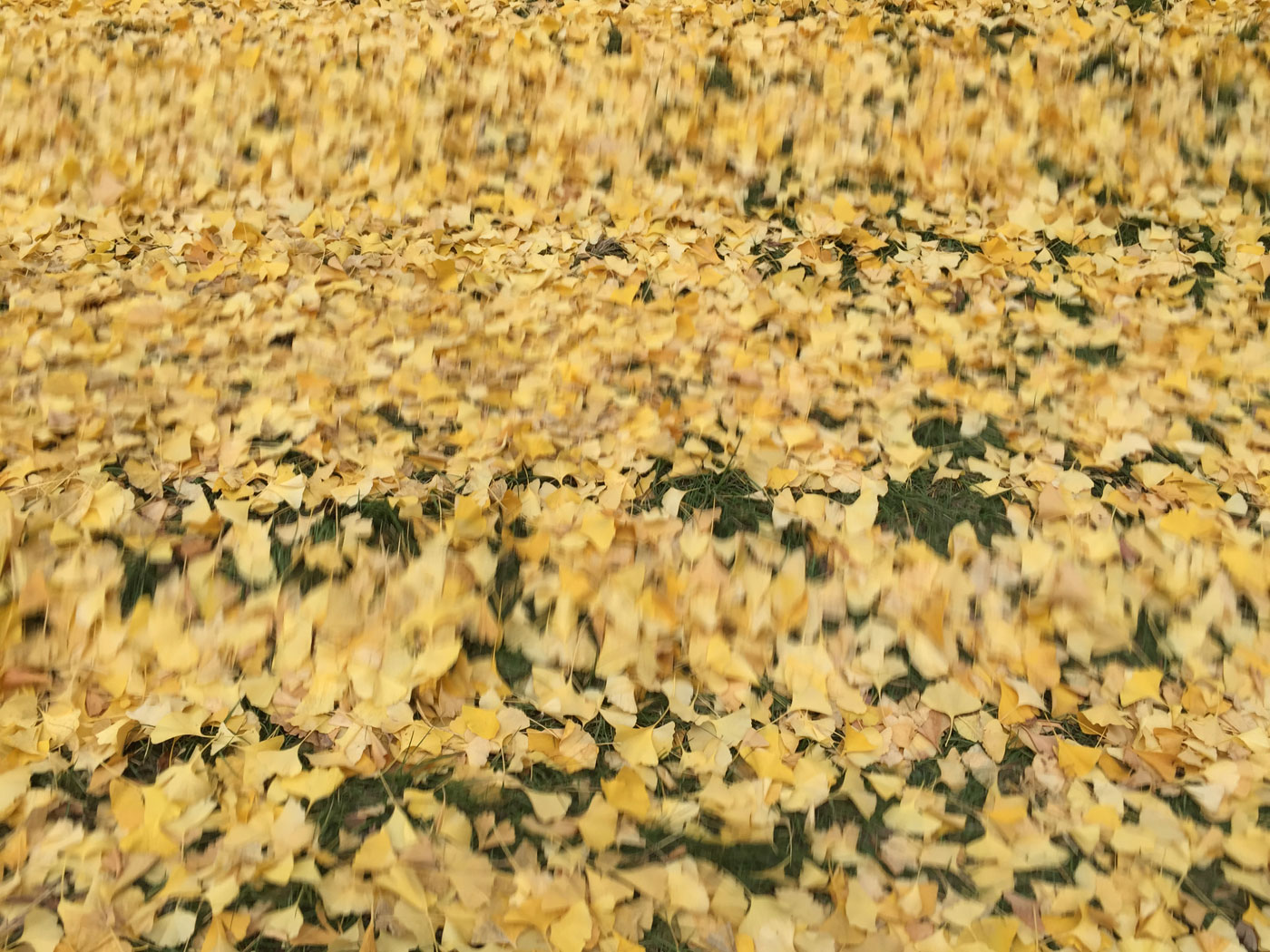 c0064025_22353162.jpg