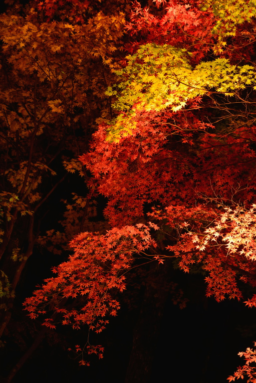 e0293862_2228281.jpg