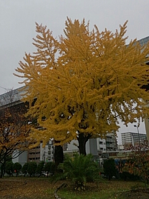 f0152875_8473545.jpg
