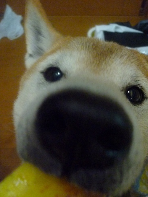 c0123890_2183197.jpg