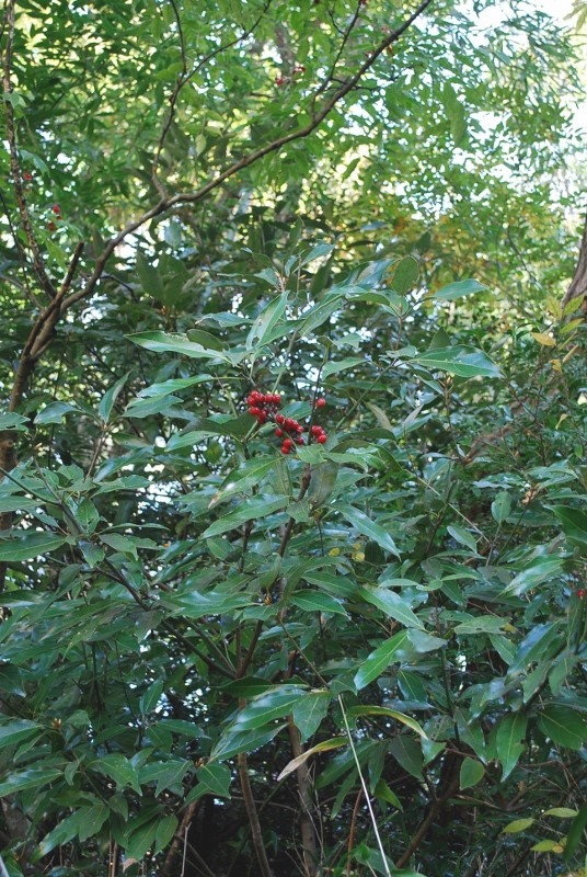 e0025300_21345646.jpg