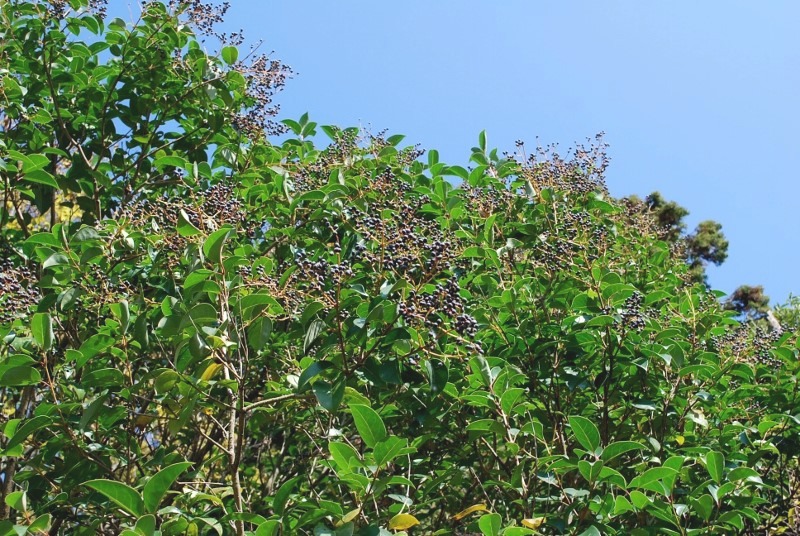 e0025300_21495798.jpg