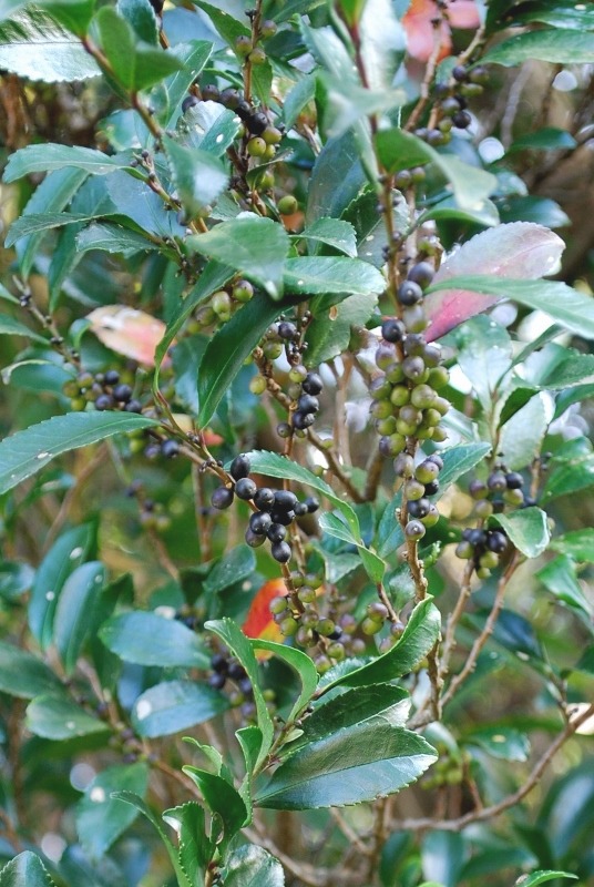 e0025300_22141666.jpg