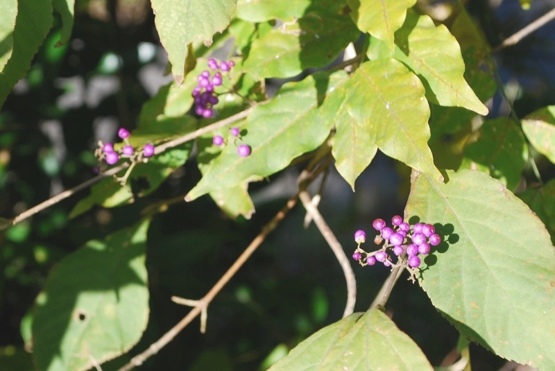 e0025300_2263568.jpg