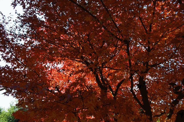 c0136736_1447118.gif