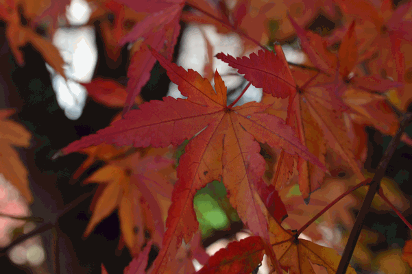 c0136736_14472135.gif