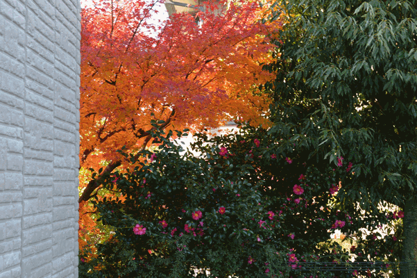 c0136736_14493236.gif