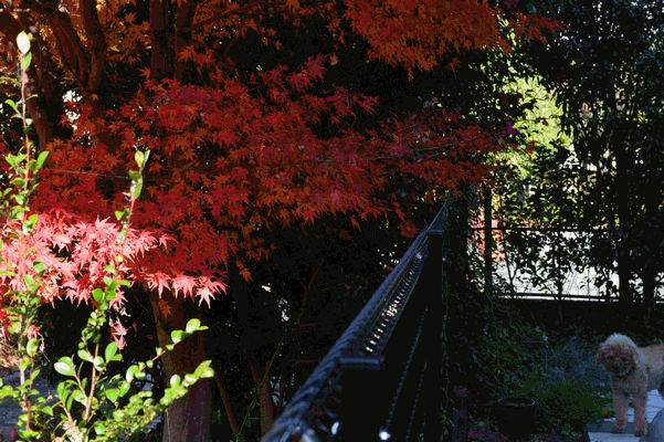 c0136736_14494832.gif