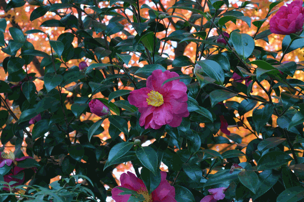 c0136736_14495775.gif