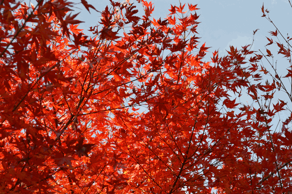 c0136736_14533561.gif