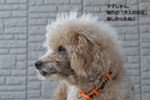 c0136736_14553372.gif