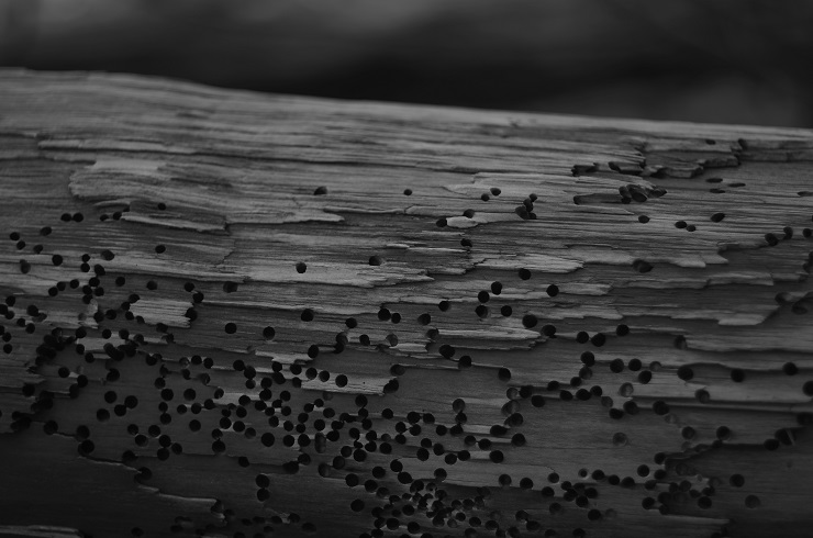 d0165741_952527.jpg