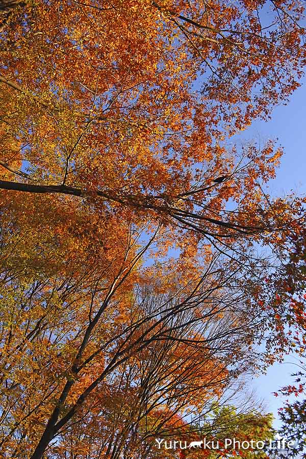 e0166059_20111825.jpg