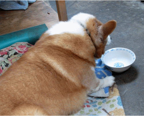 f0003174_1795469.gif