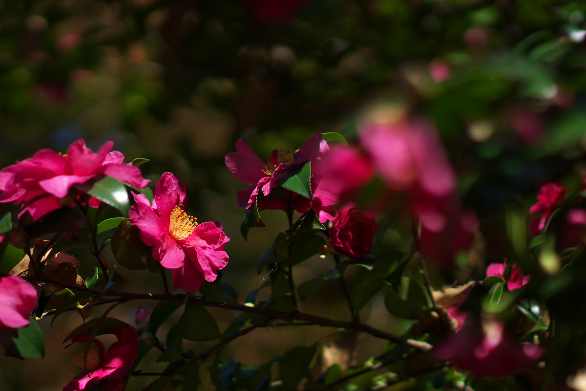 a0083081_21464458.jpg