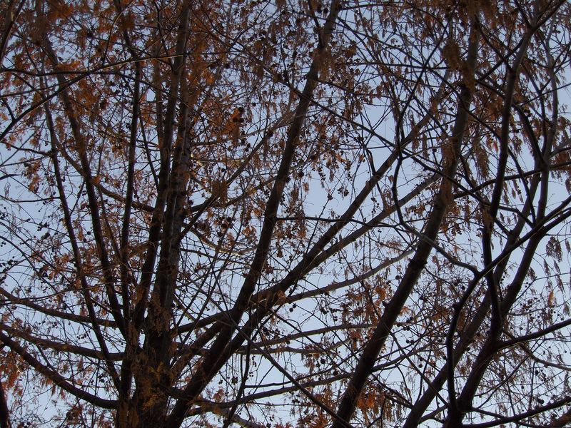 c0025115_17495984.jpg