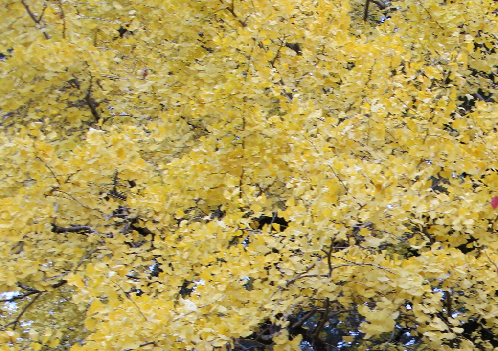 d0033734_19231563.jpg