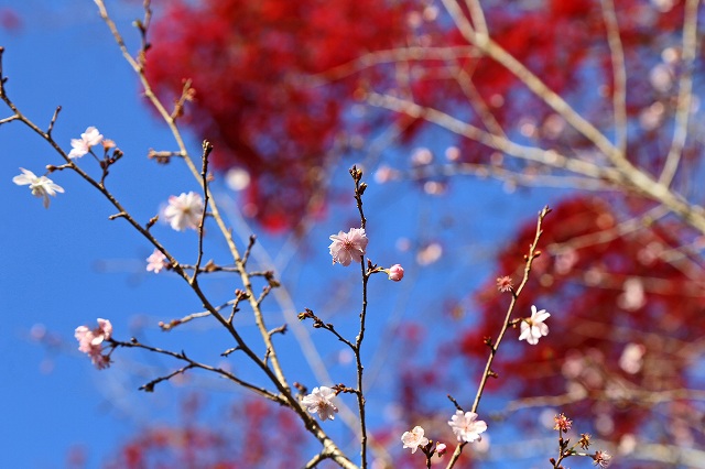 a0242438_2052391.jpg