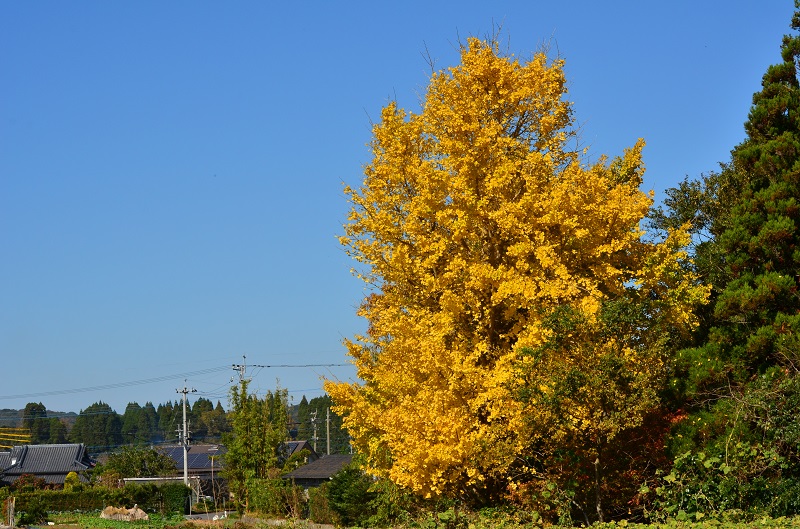 a0146442_99655.jpg