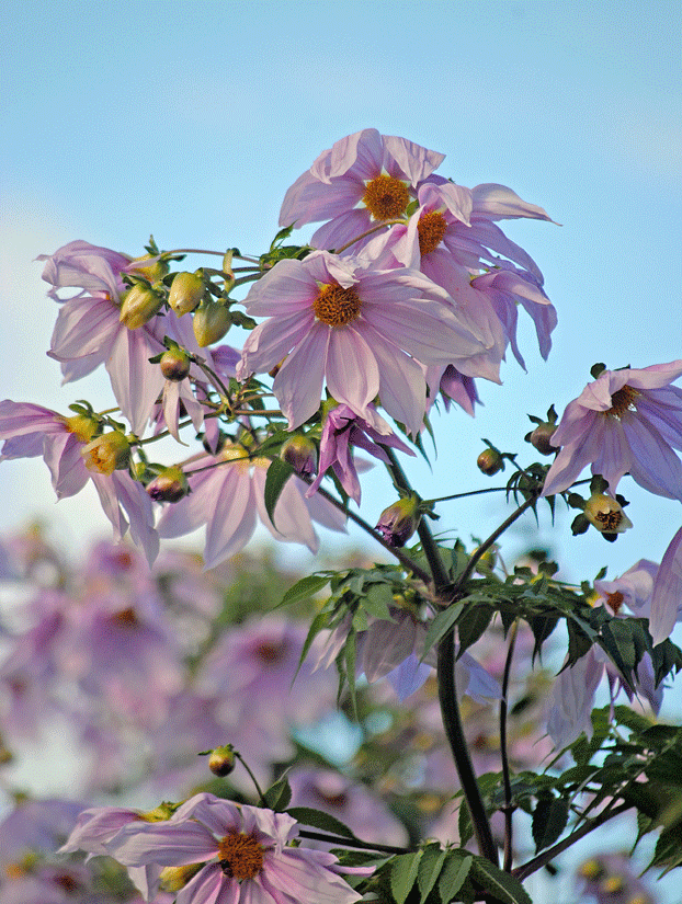 a0001354_23282483.gif
