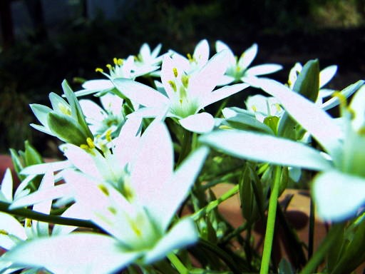 c0031856_157453.jpg