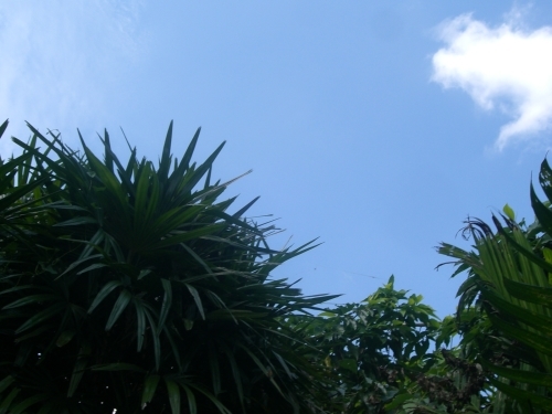 d0130265_11220033.jpg