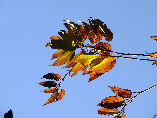 e0145782_15461598.jpg