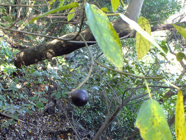 e0145782_15464814.jpg