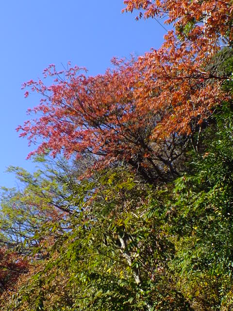 e0145782_15471428.jpg