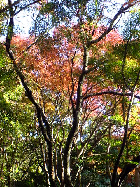 e0145782_1553138.jpg