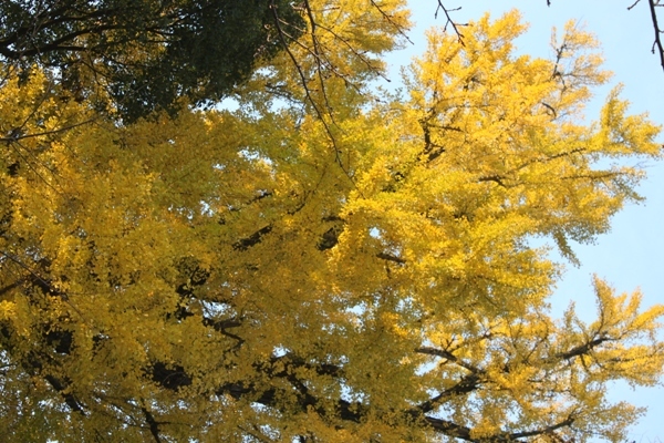 e0163786_2192789.jpg