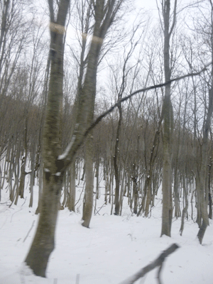e0312121_1035221.gif