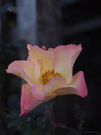 b0246758_16422141.jpg