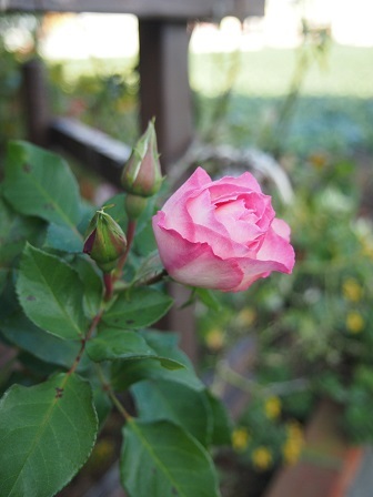 b0246758_16571327.jpg