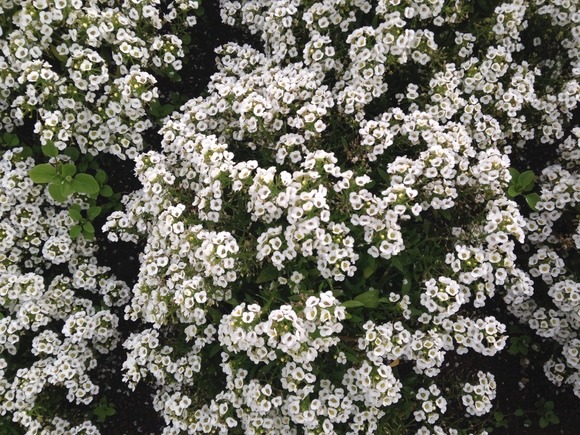 a0152078_9202249.jpg