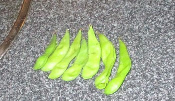 f0003283_11032252.jpg
