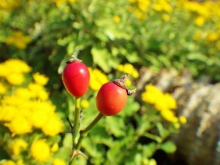 a0125598_22204231.jpg