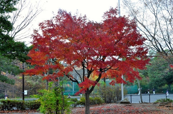 e0007801_14245513.jpg