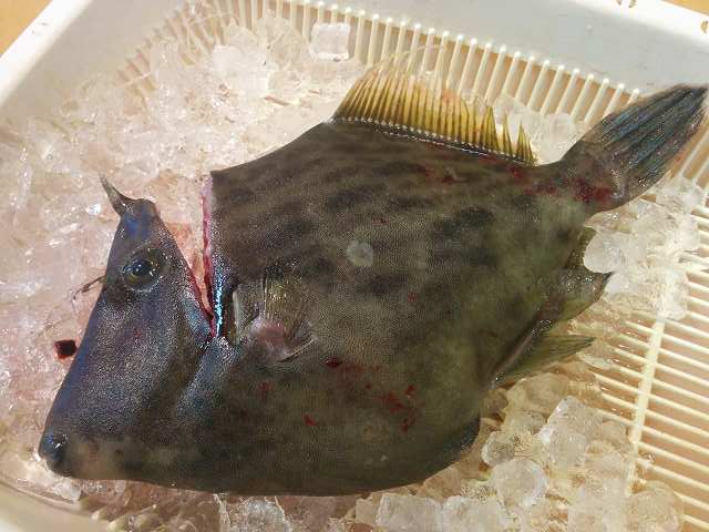 f0208737_812263.jpg