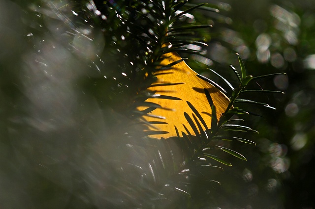 a0242438_2032692.jpg