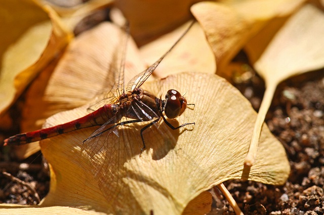 a0242438_2035647.jpg