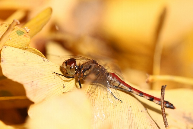 a0242438_204373.jpg