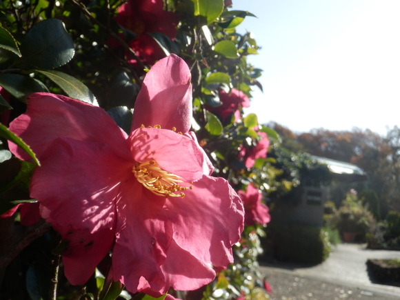 c0062511_2251397.jpg