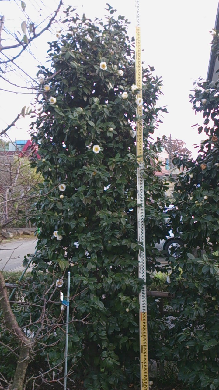 e0202111_22225691.jpg