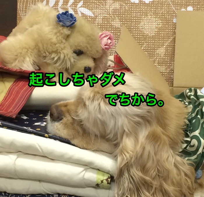 にほんブログ村 犬ブログ アメリカンコッカースパニエルへ