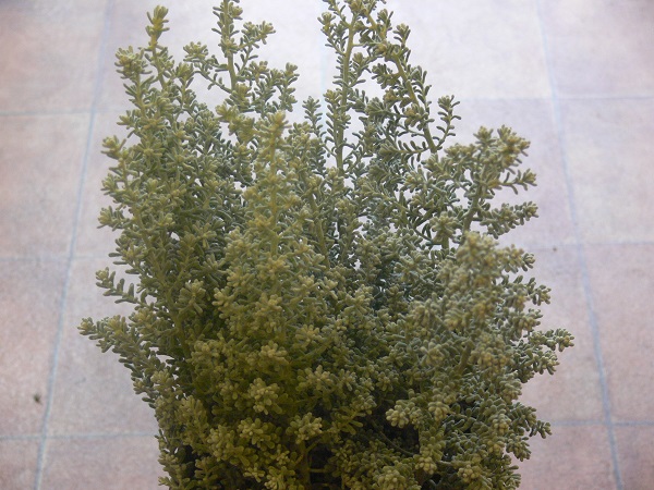 e0140986_1644264.jpg