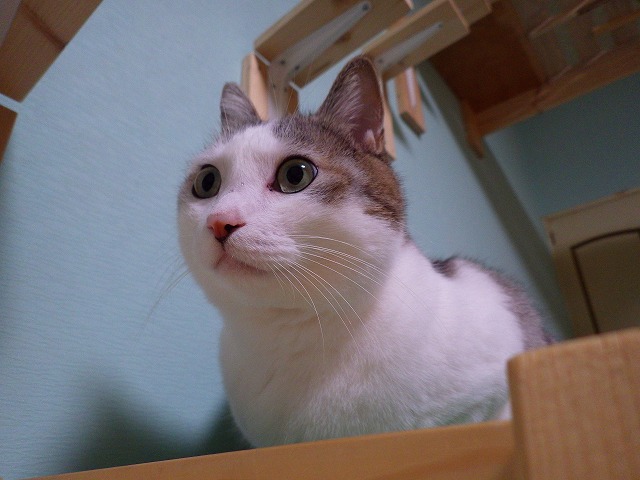 a0159490_14255311.jpg