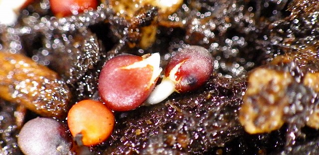 a0159490_1593547.jpg