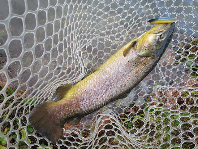 f0065341_2011791.jpg