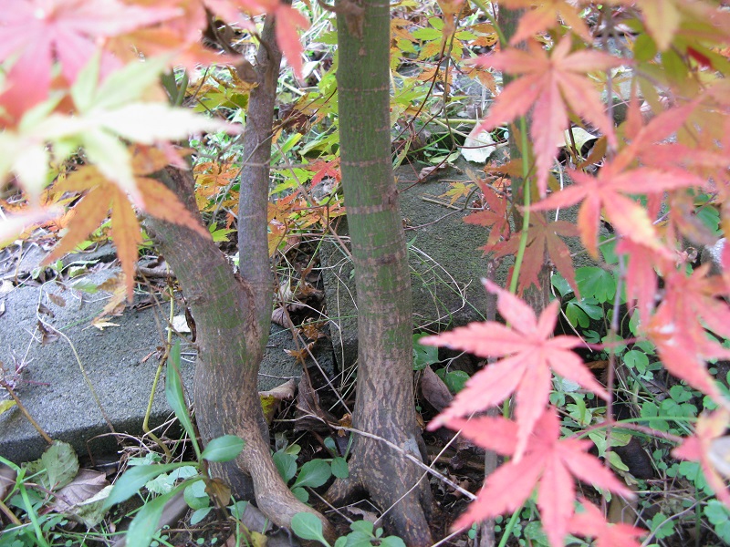 a0052762_5234861.jpg